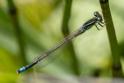 Ischnura pumilio (Scarce Blue-tailed Damselfly) male 3.jpg